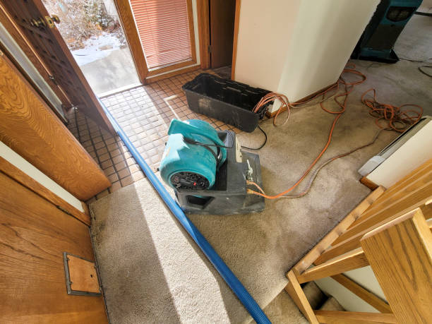 Best Mold removal after water damage  in Weber City, VA