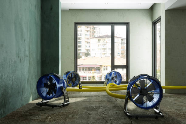 Best Professional water damage repair  in Weber City, VA